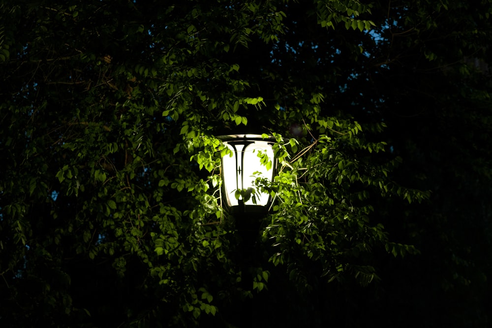 a street light in the middle of some trees