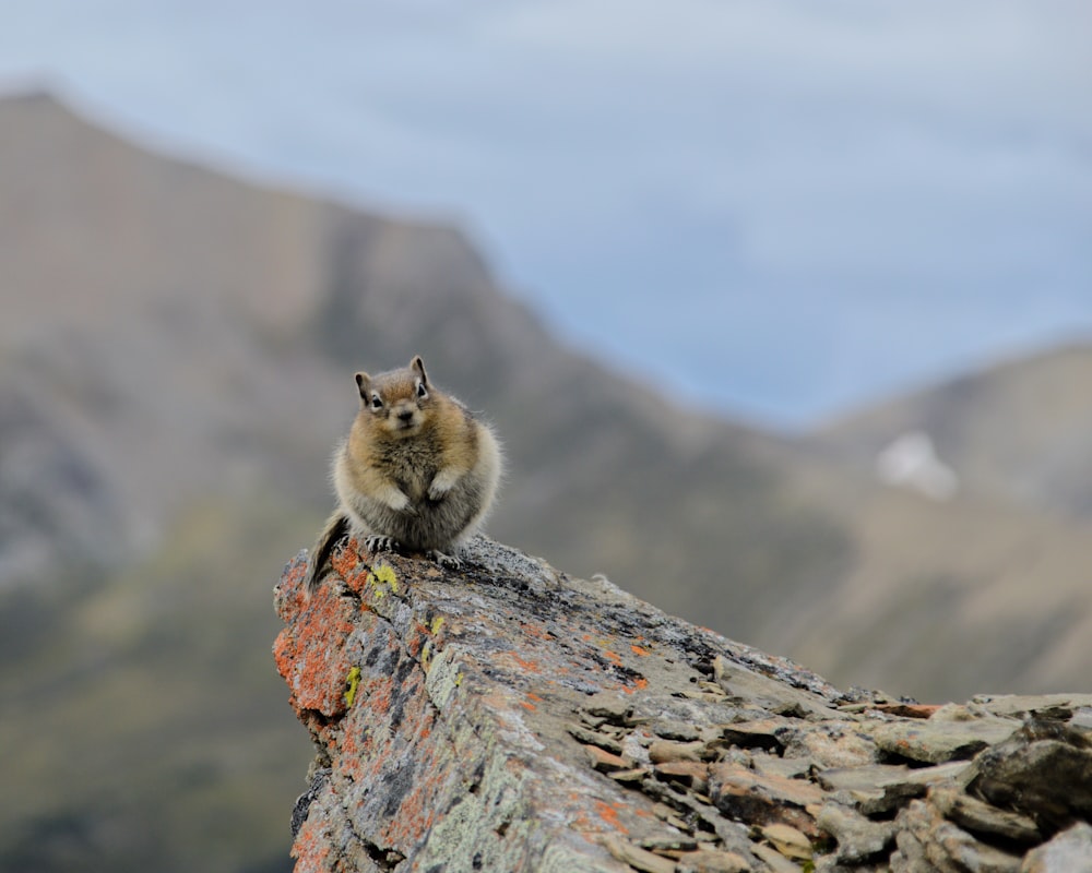 brown and white animal on gray rock