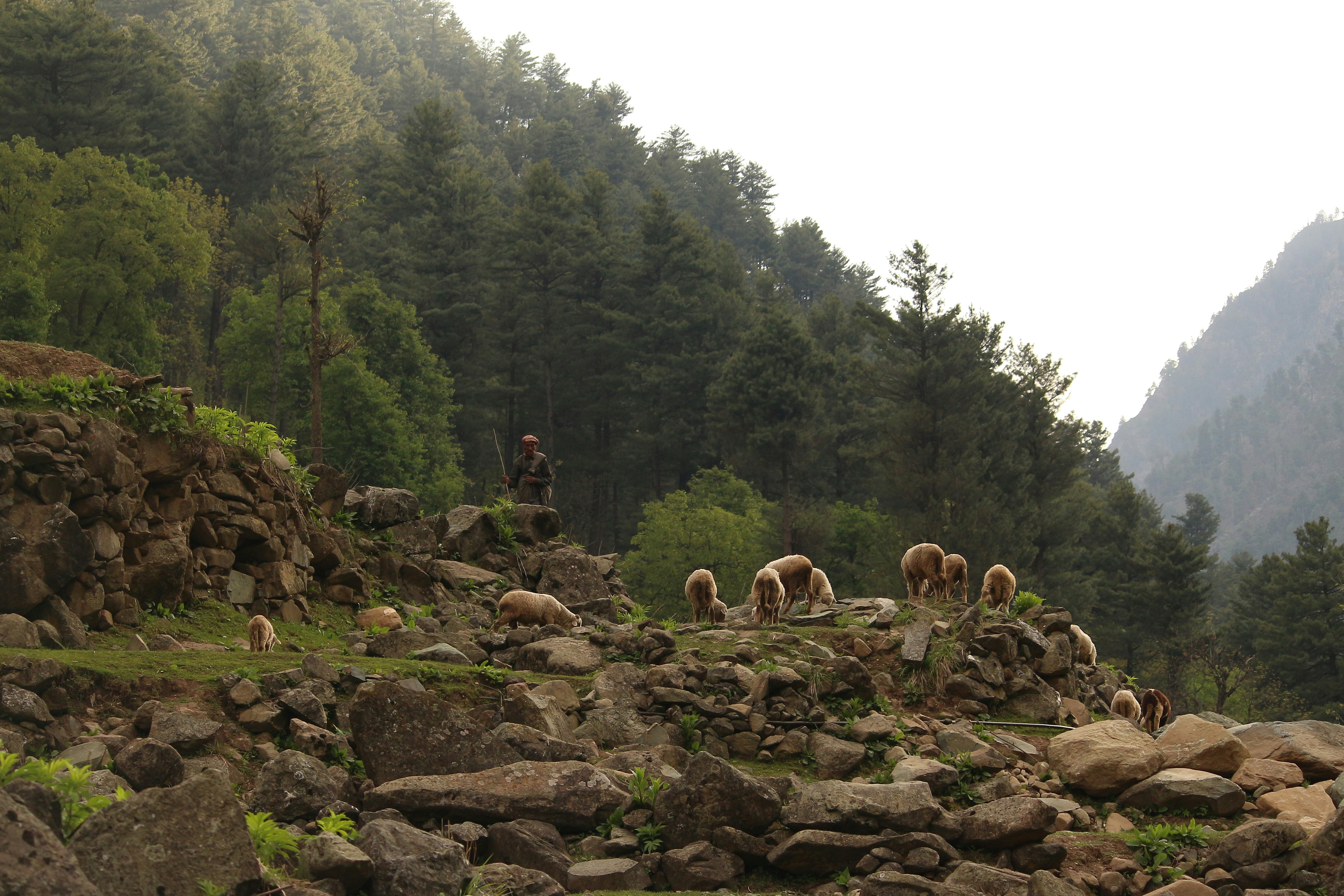 kashmir valley landscape, wallpaper, Perang Kashmir Pasca 2019: Konflik dan Dampaknya 2