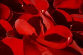 A close-up of red and pink rose petals softly scattered on a velvet surface.