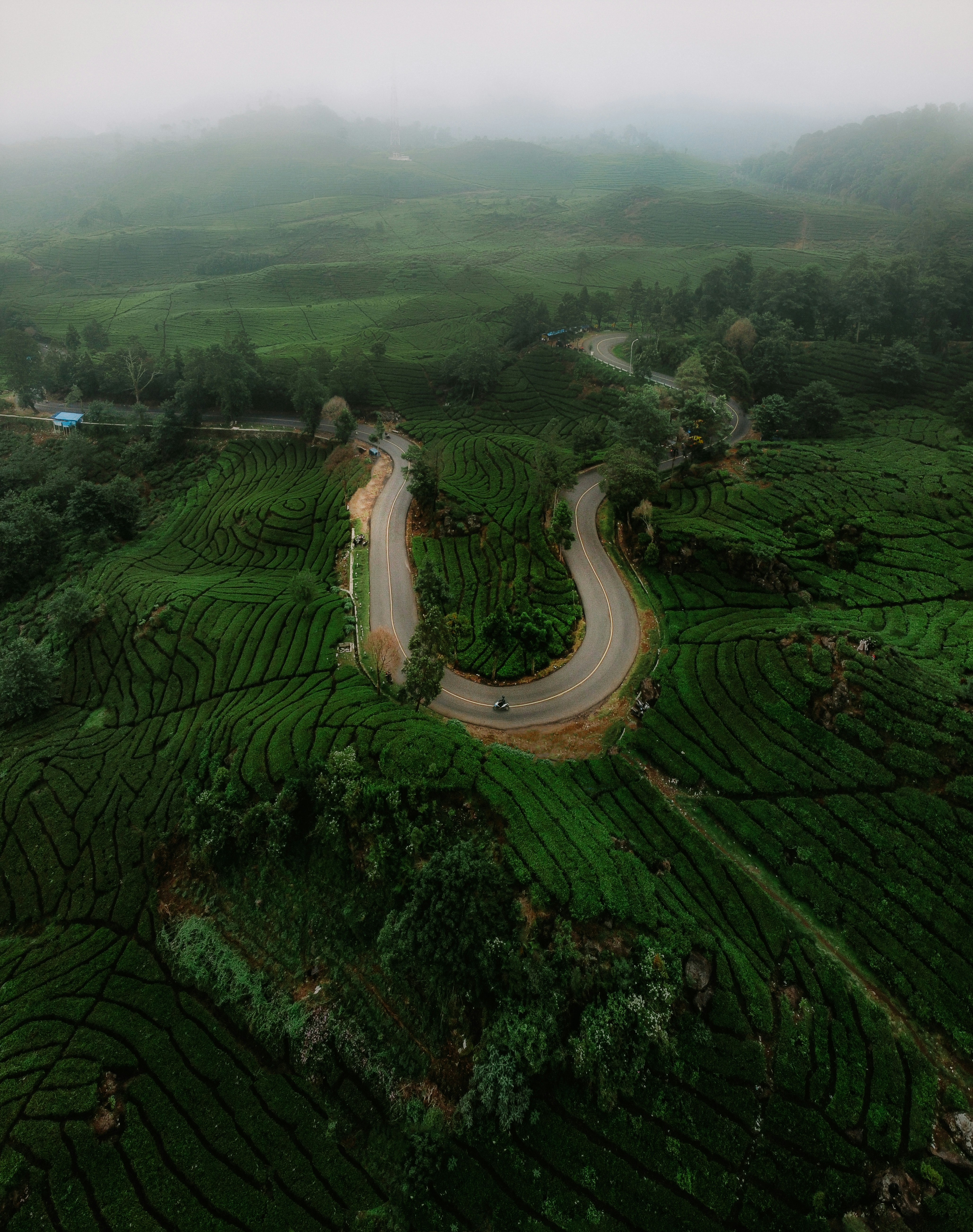 Lush tea fields in the Fujian province