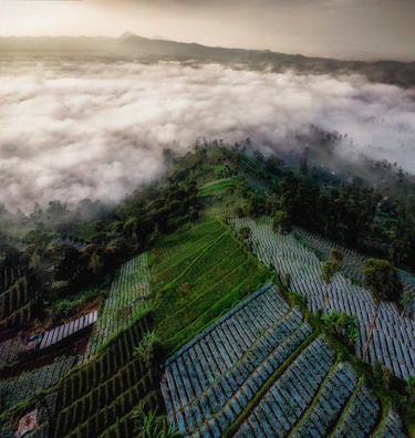 Aerial view of terraced fields with vibrant green crops under a soft sunlight.