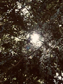 Sunlight filtering through leafy branches onto a busy hive entrance.