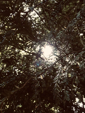 Sunlight filtering through leafy branches onto a busy hive entrance.