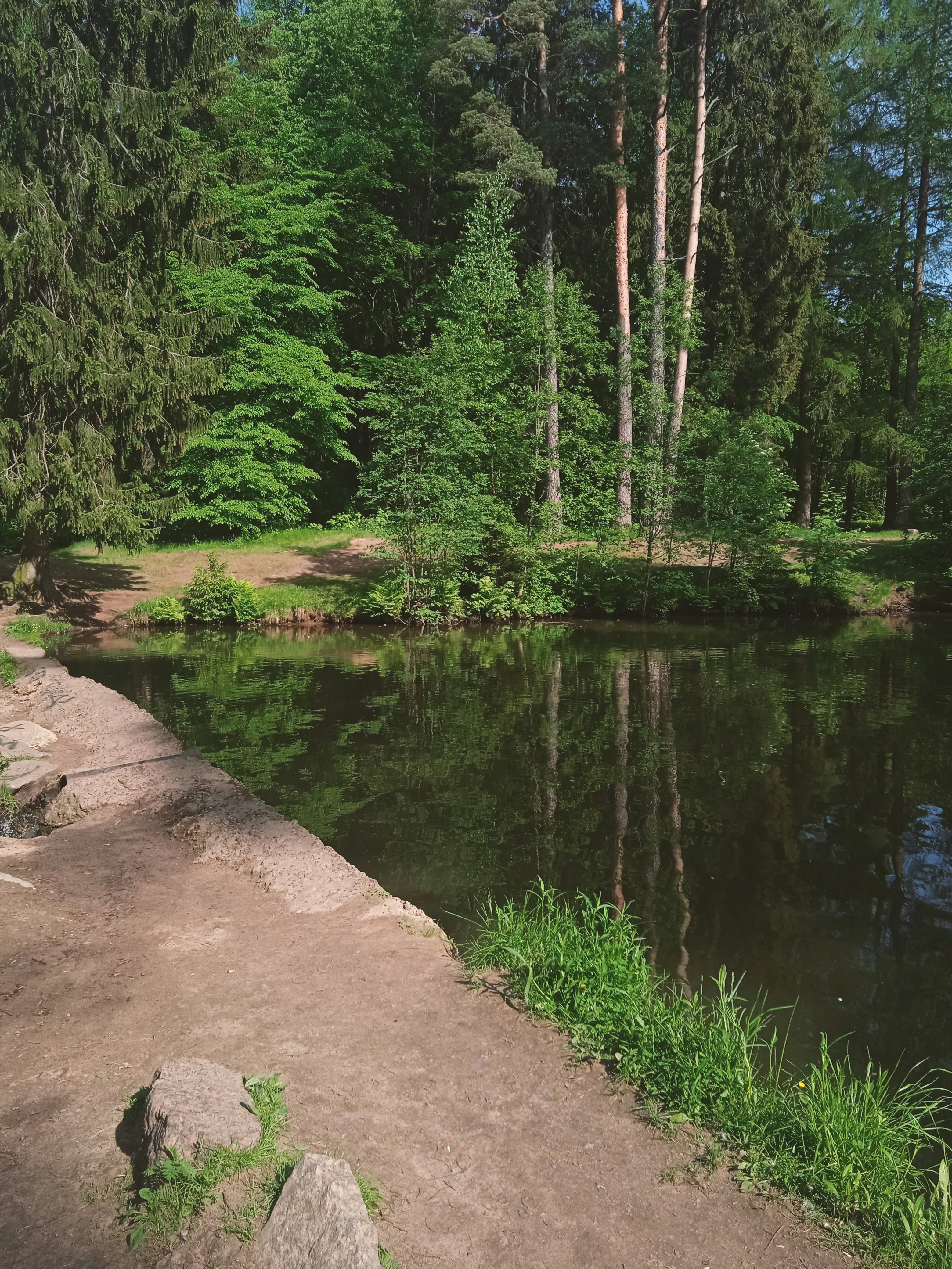 green trees beside river during daytime