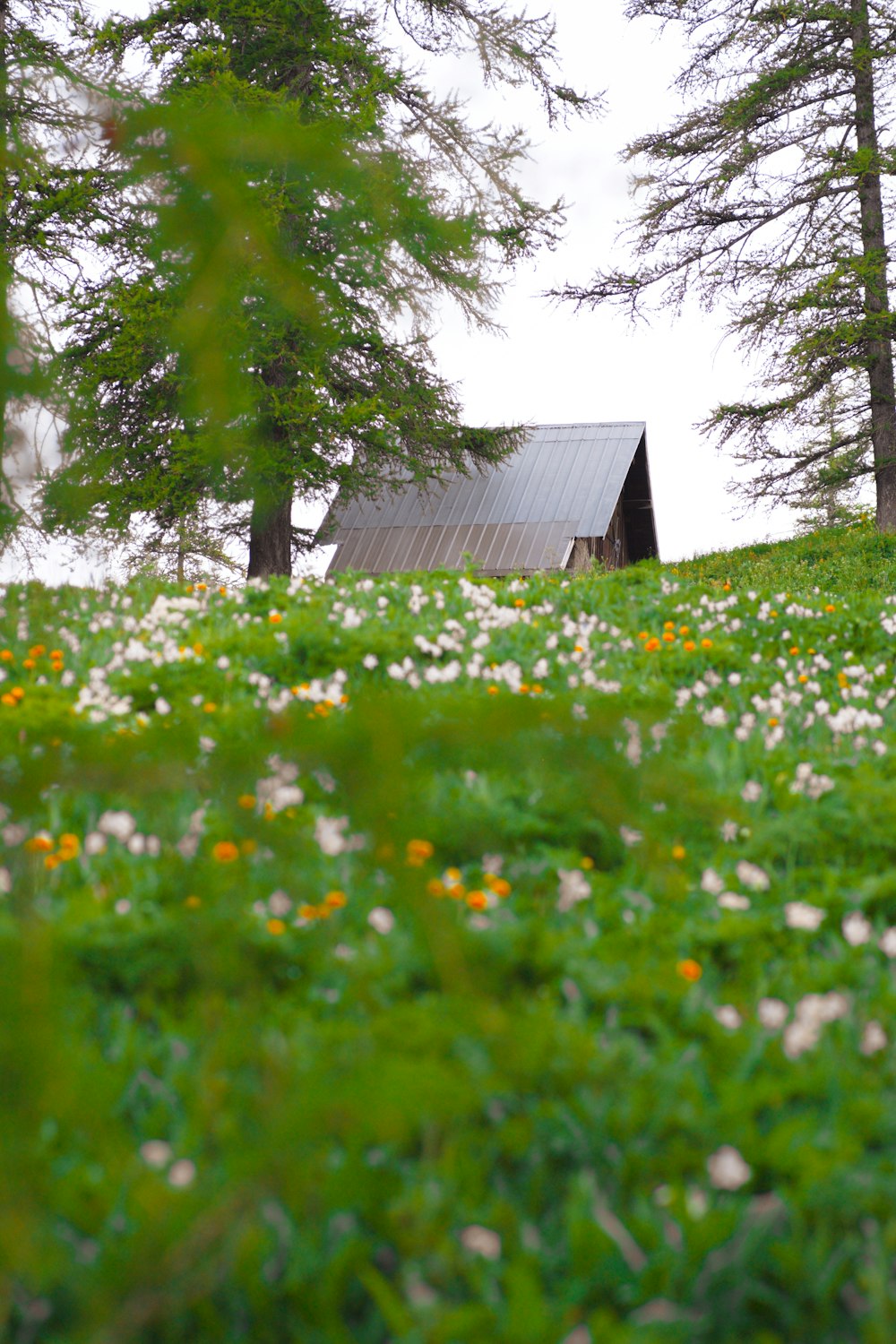 brown wooden house in the middle of green grass field