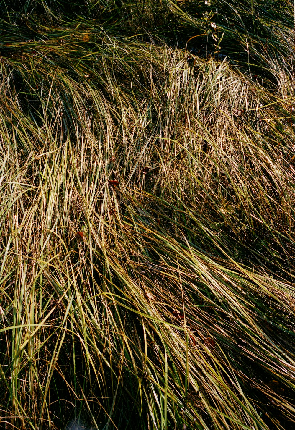 green and brown grass during daytime