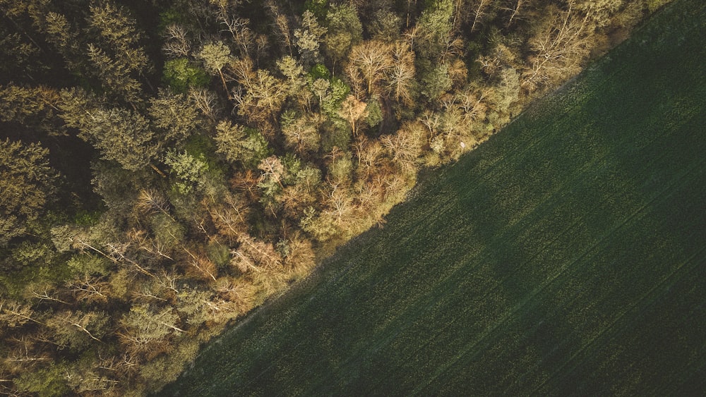 green grass field during daytime