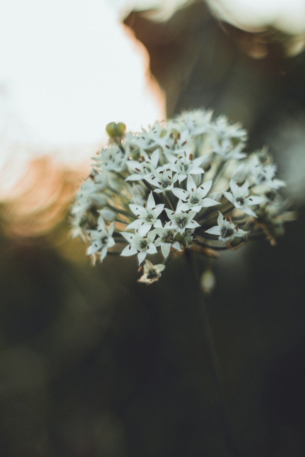 white flowers in tilt shift lens