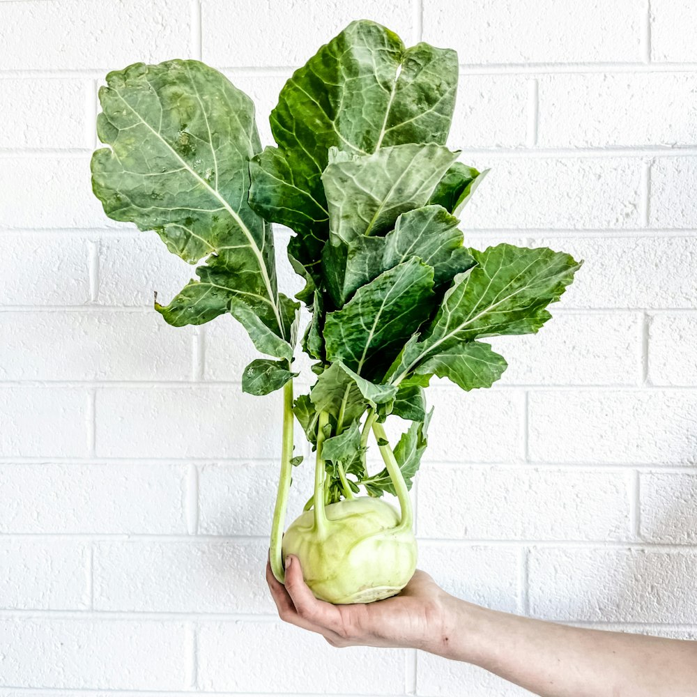 person holding green leaf vegetable