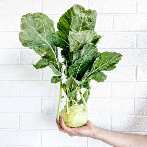 Person holding green leaf vegetable