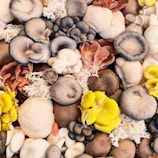 white and brown mushrooms on black and white surface