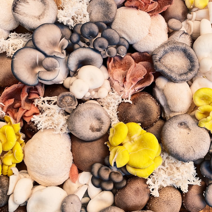 Electrical 'Conversations' of Mushrooms After Rainfall