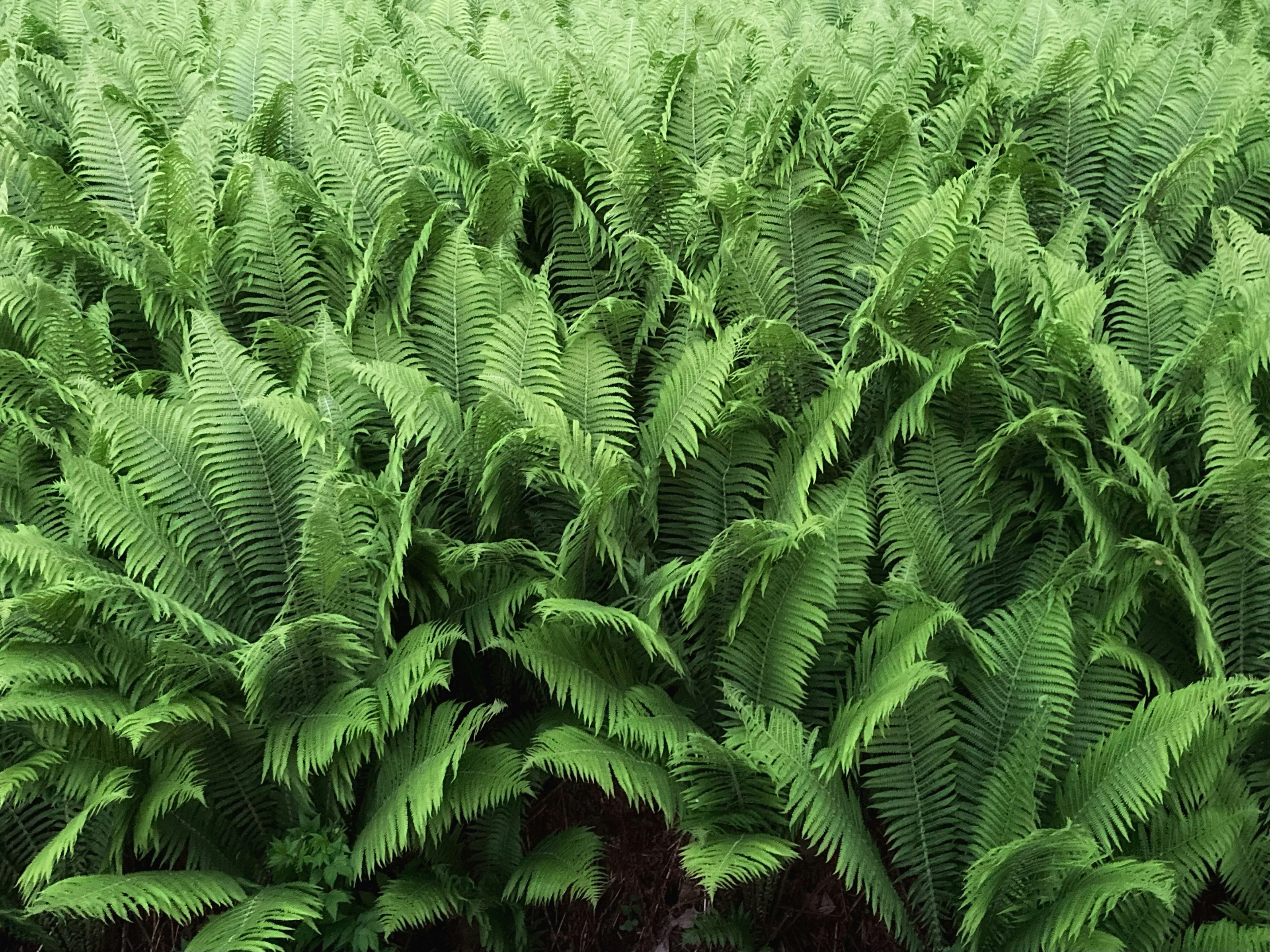 Planta de helecho verde durante el día