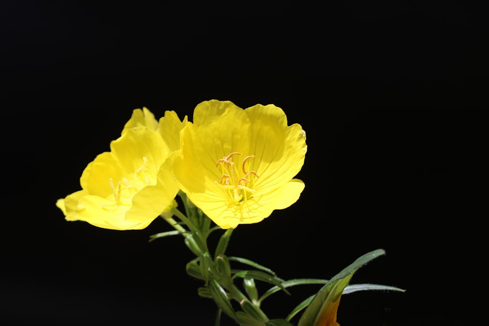 yellow flower in black background