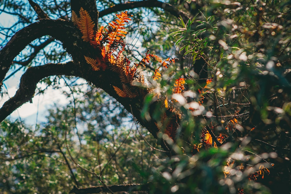 a tree with lots of orange flowers growing on it