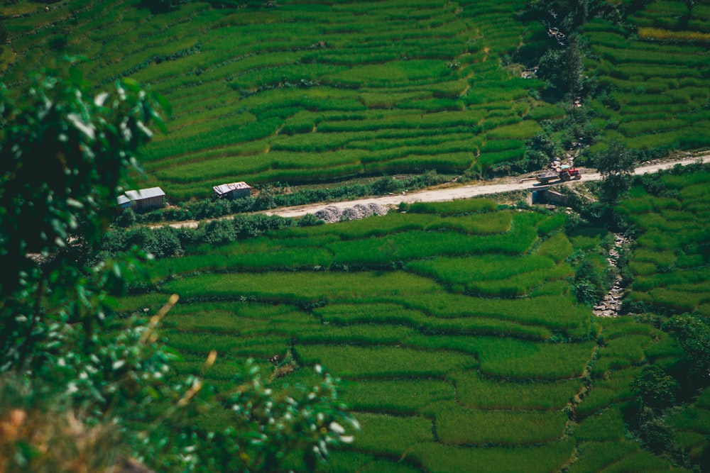 a lush green rice field next to a dirt road