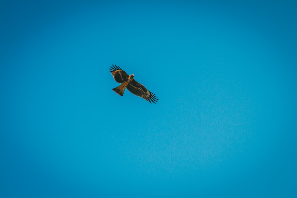 a large bird flying through a blue sky