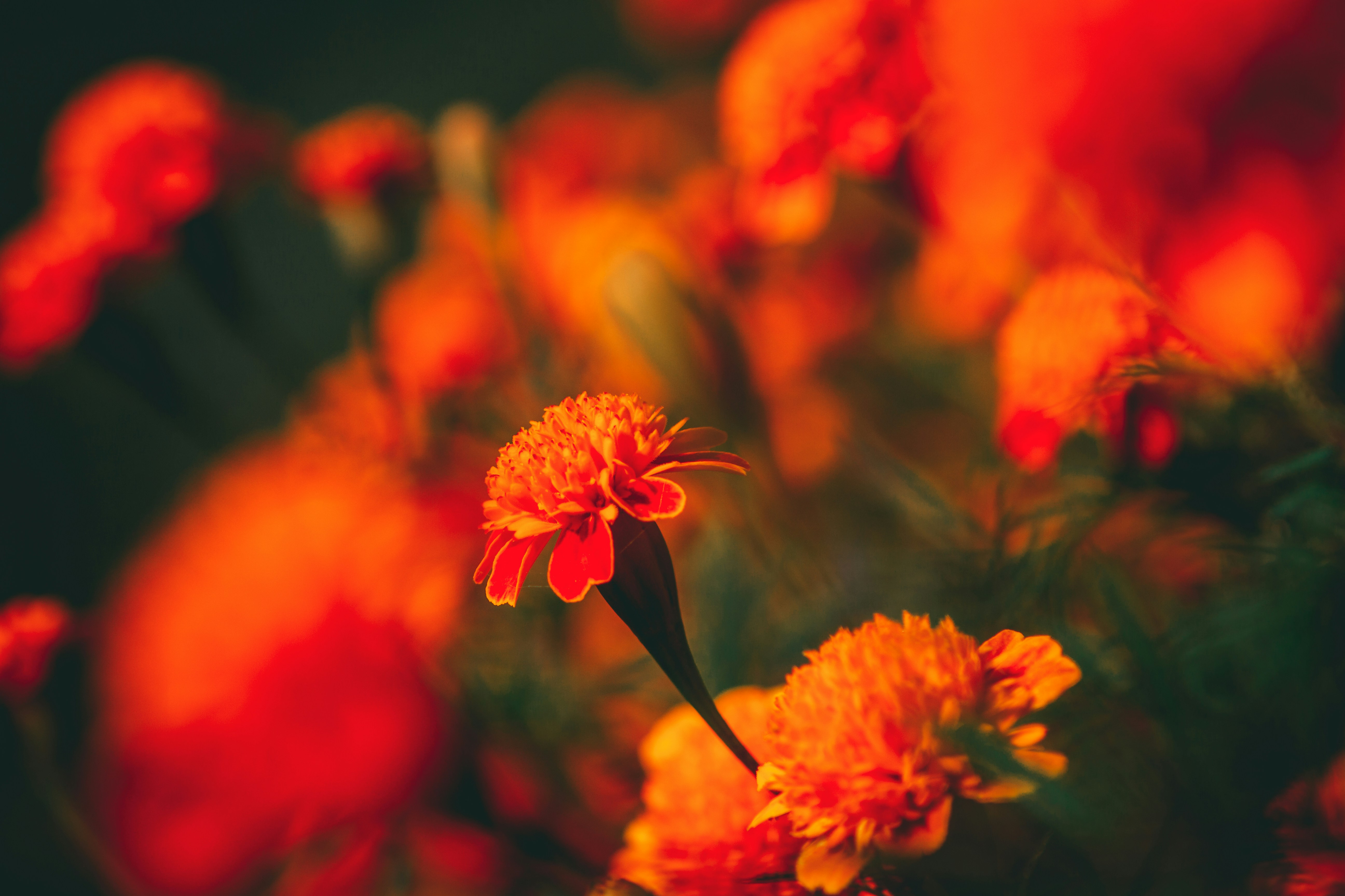 Photo by raimondklavins