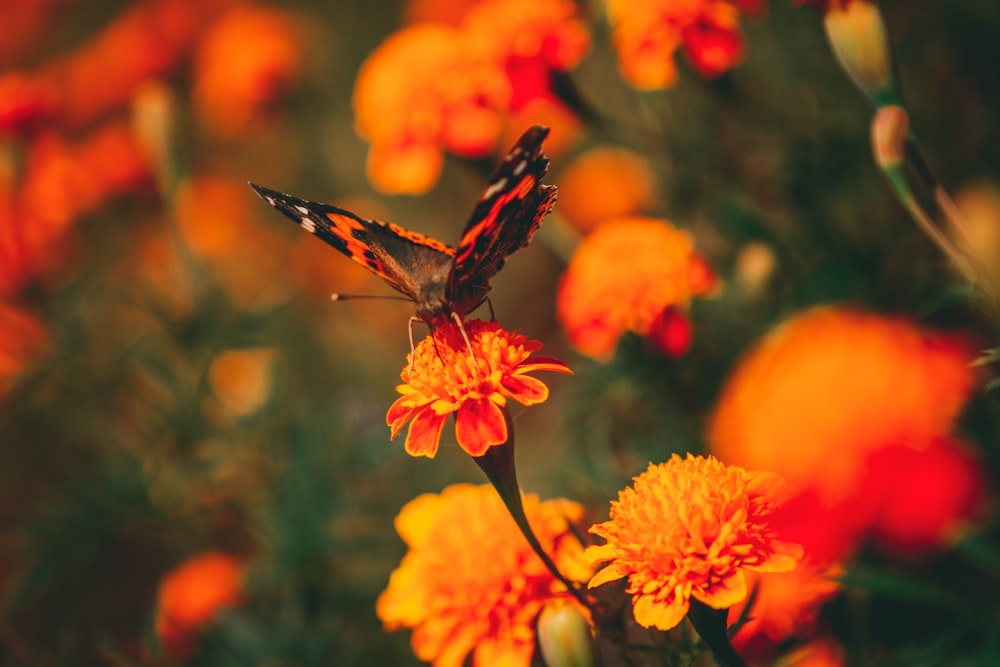 Ein Schmetterling sitzt auf einer gelben Blume