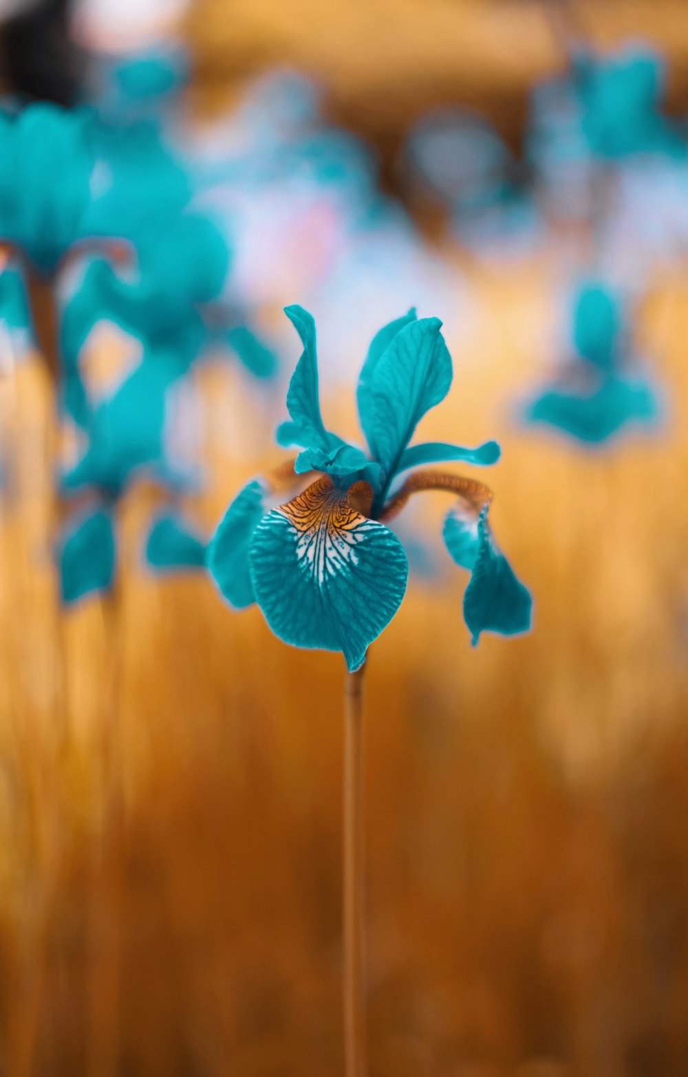 a close up of a blue flower in a field