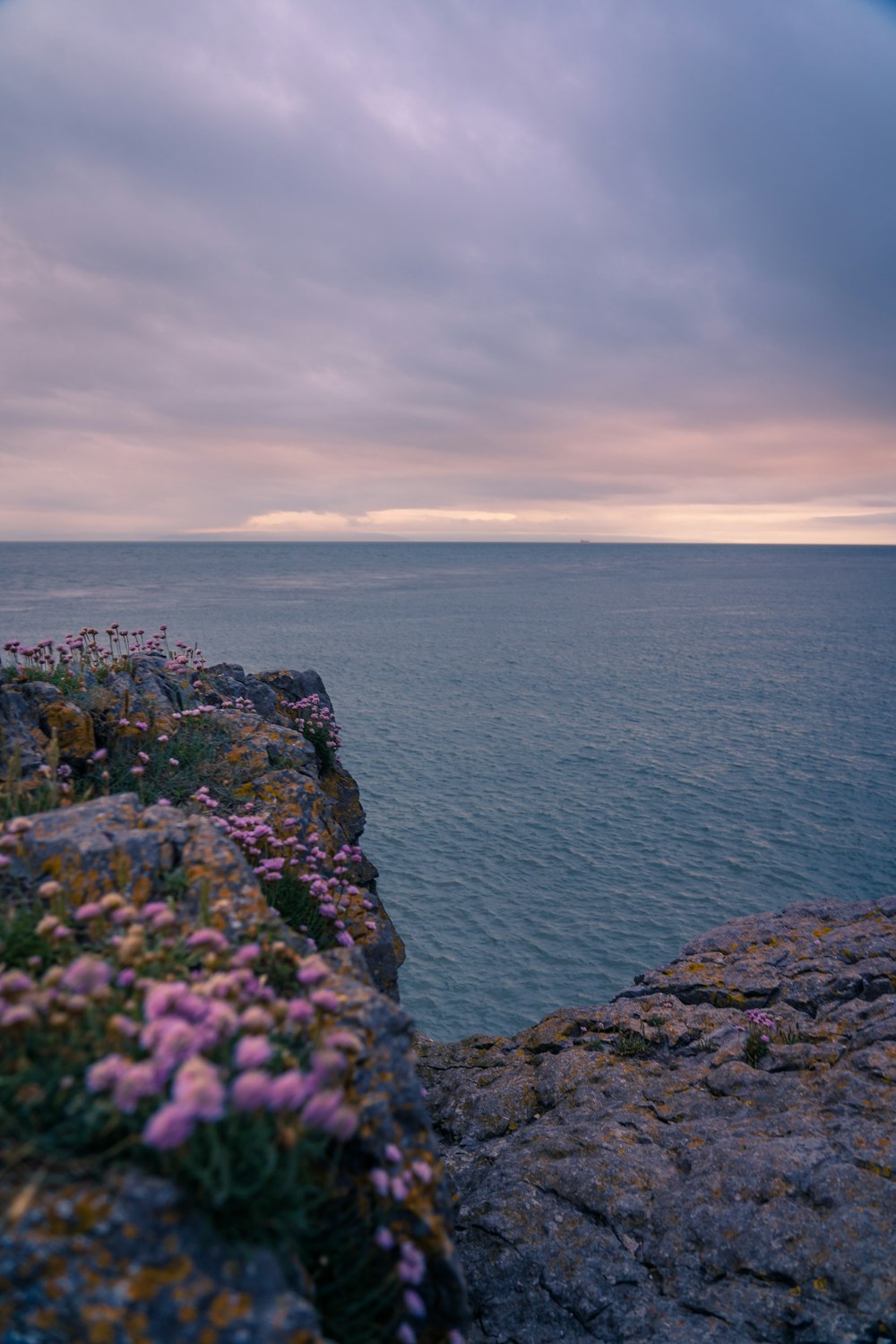 purple flowers growing on the edge of a cliff by the ocean