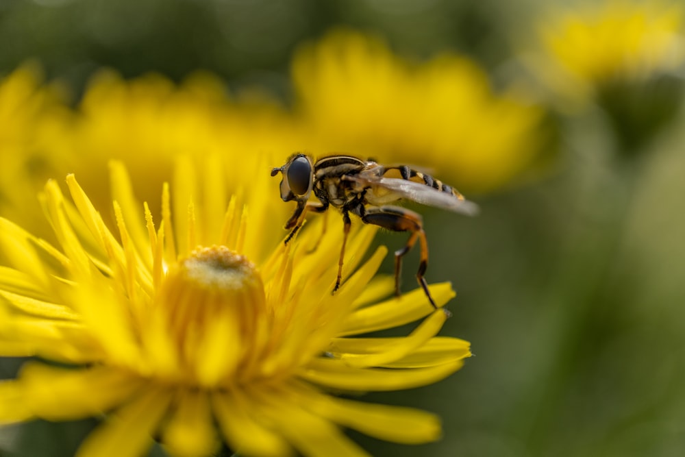 Nahaufnahme einer Biene auf einer gelben Blume