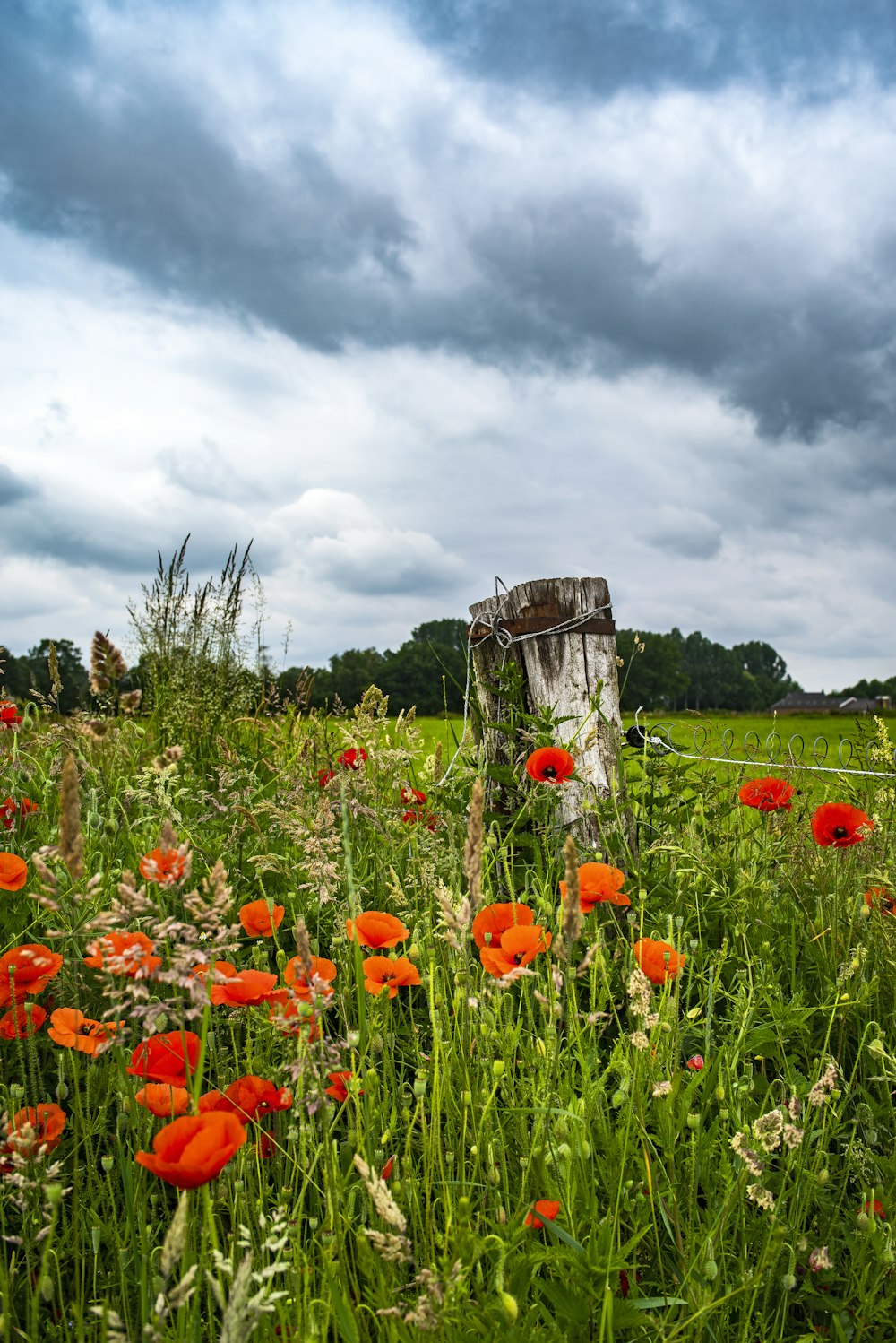 red flowers under cloudy sky during daytime