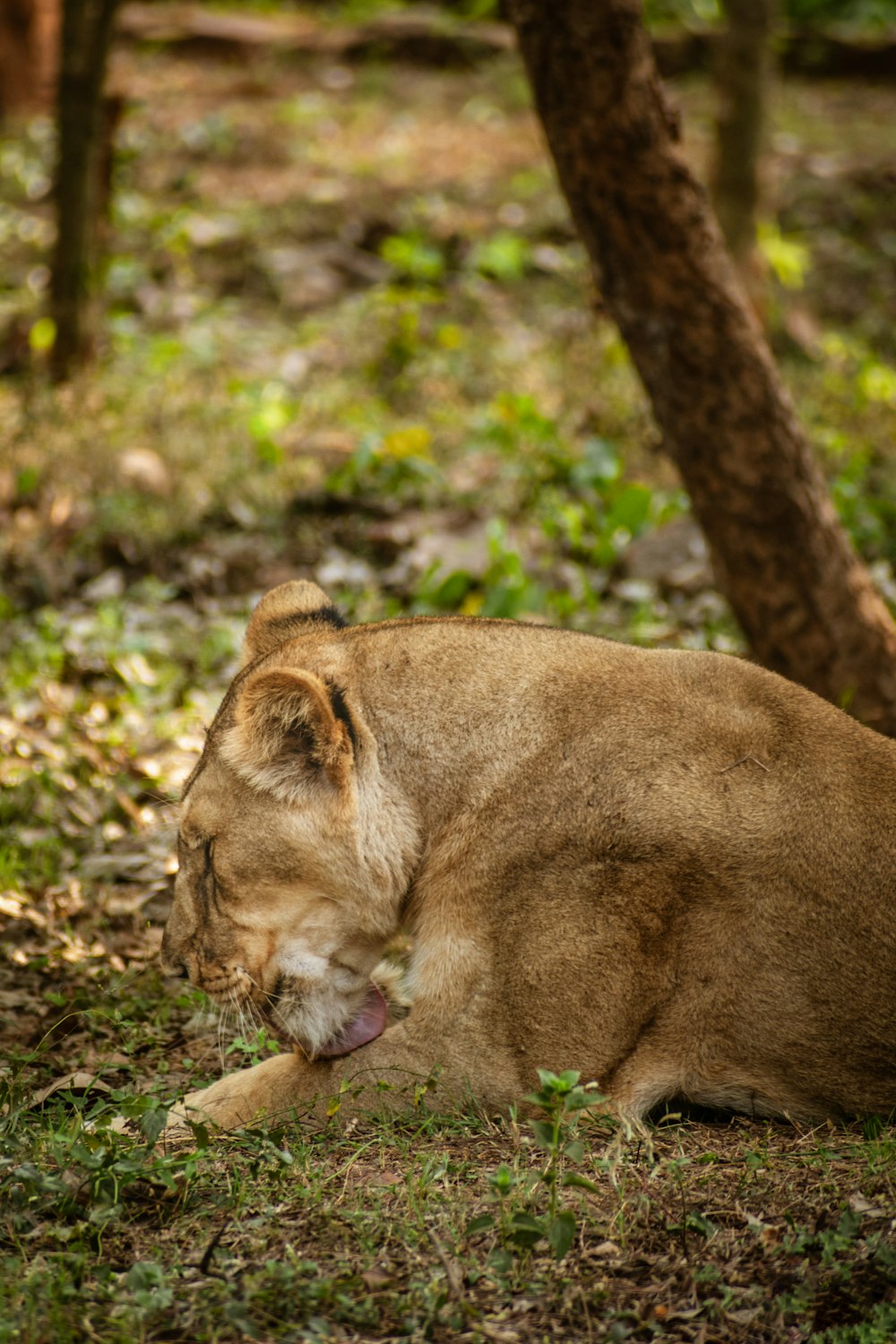 brown lioness lying on ground during daytime