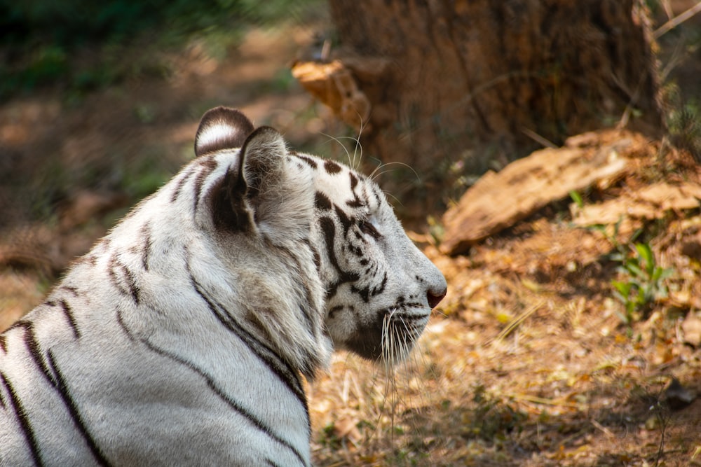 weißer und schwarzer Tiger tagsüber auf braunem Gras