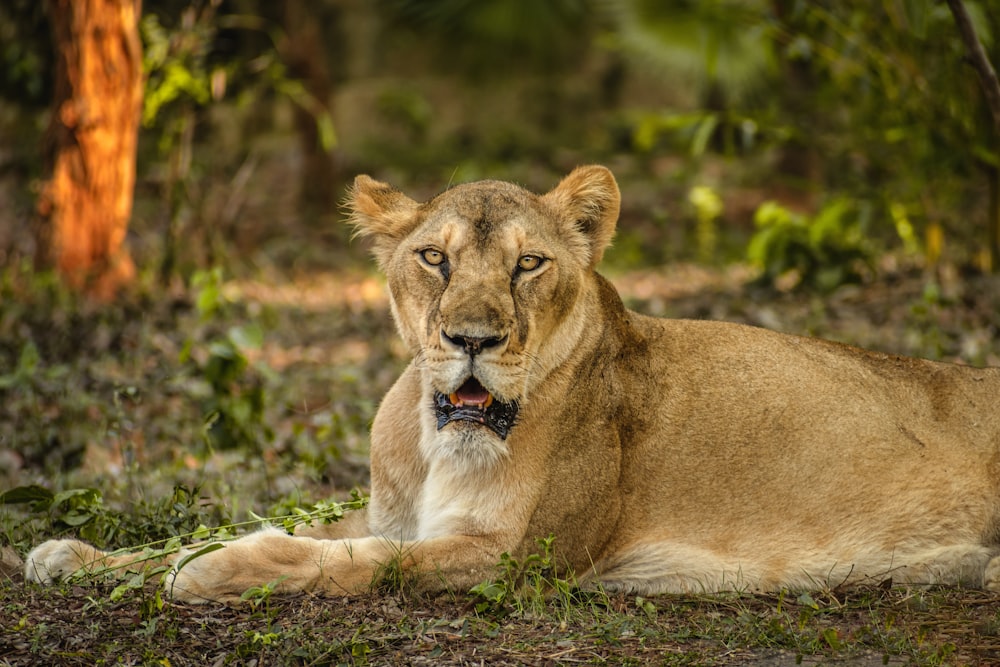 brown lioness on green grass during daytime