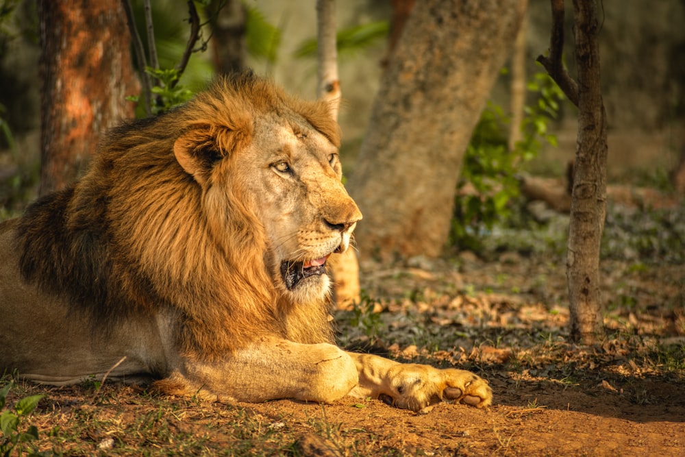 lion lying on ground during daytime