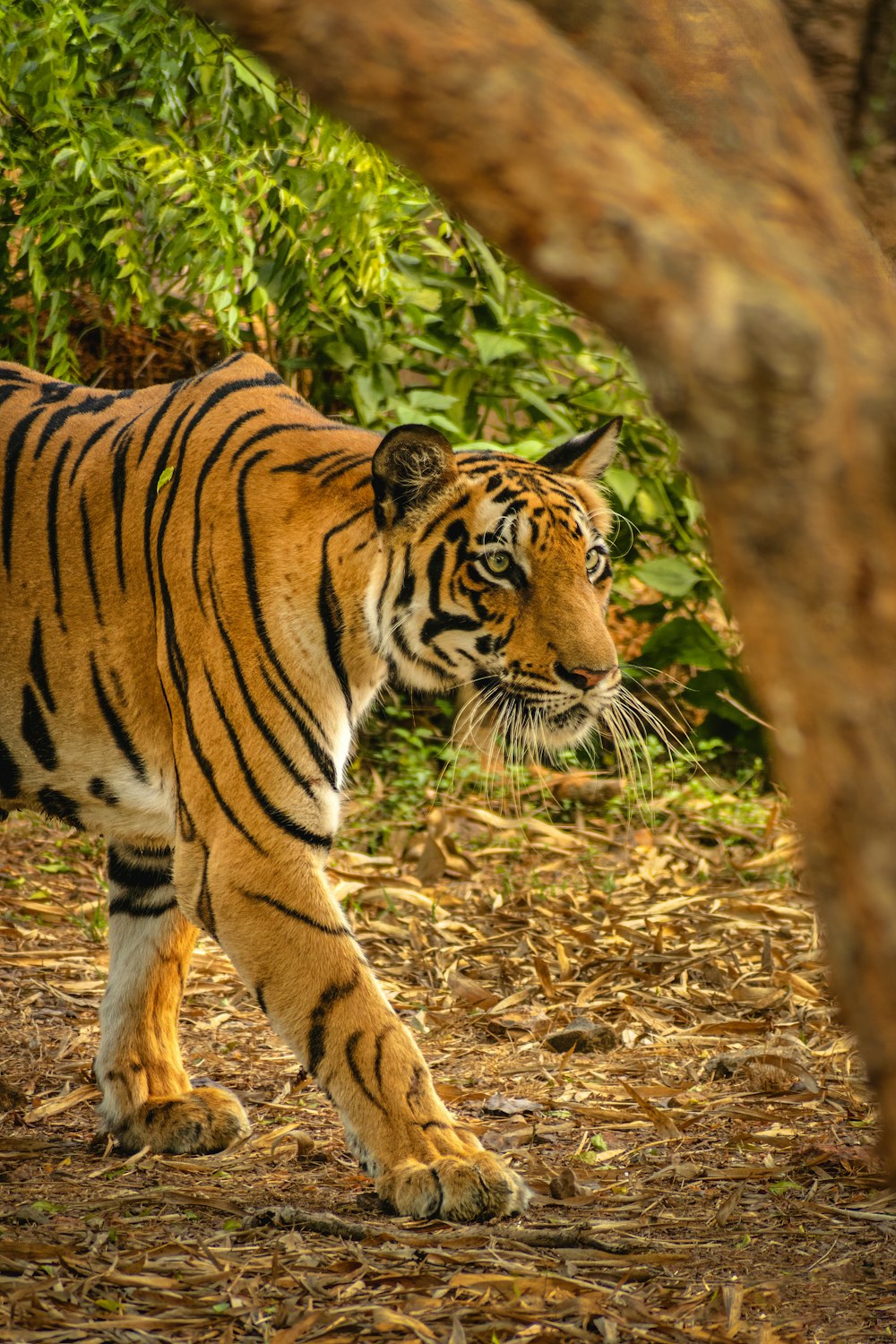 tiger walking on brown grass during daytime