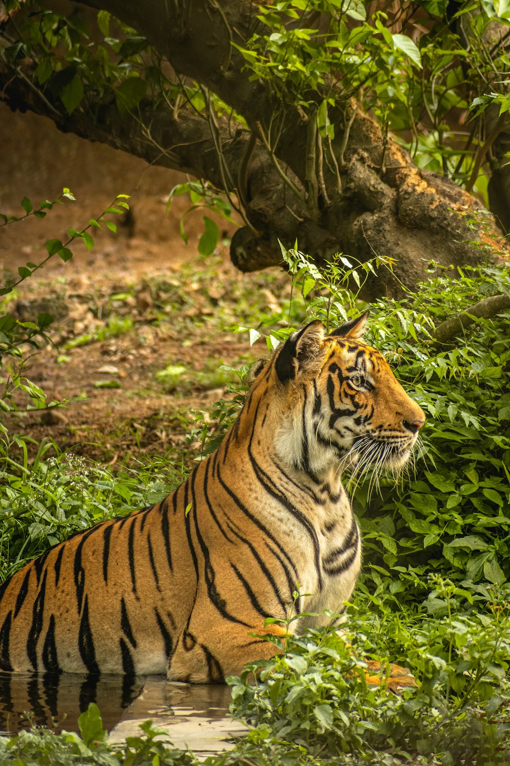 Tiger liegt tagsüber auf grünem Gras