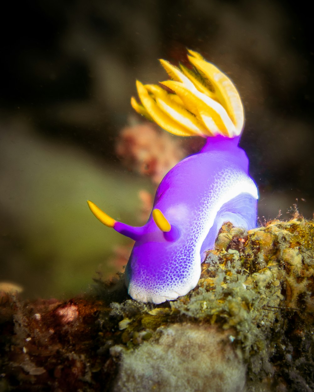 yellow and white fish in water