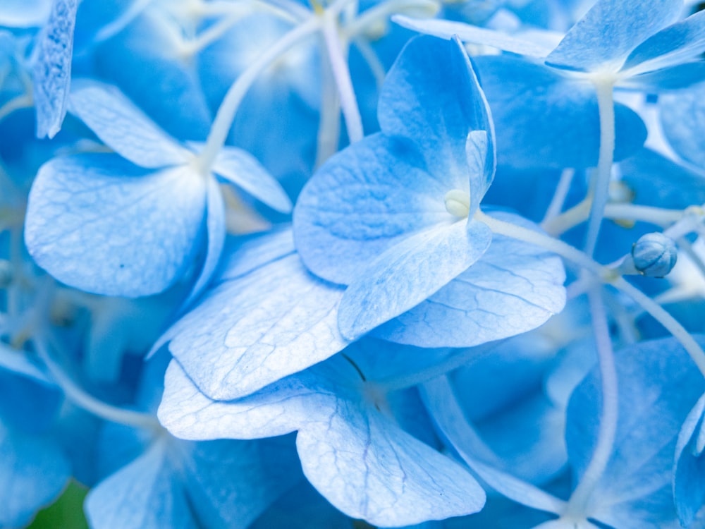 blue and white flower in close up photography