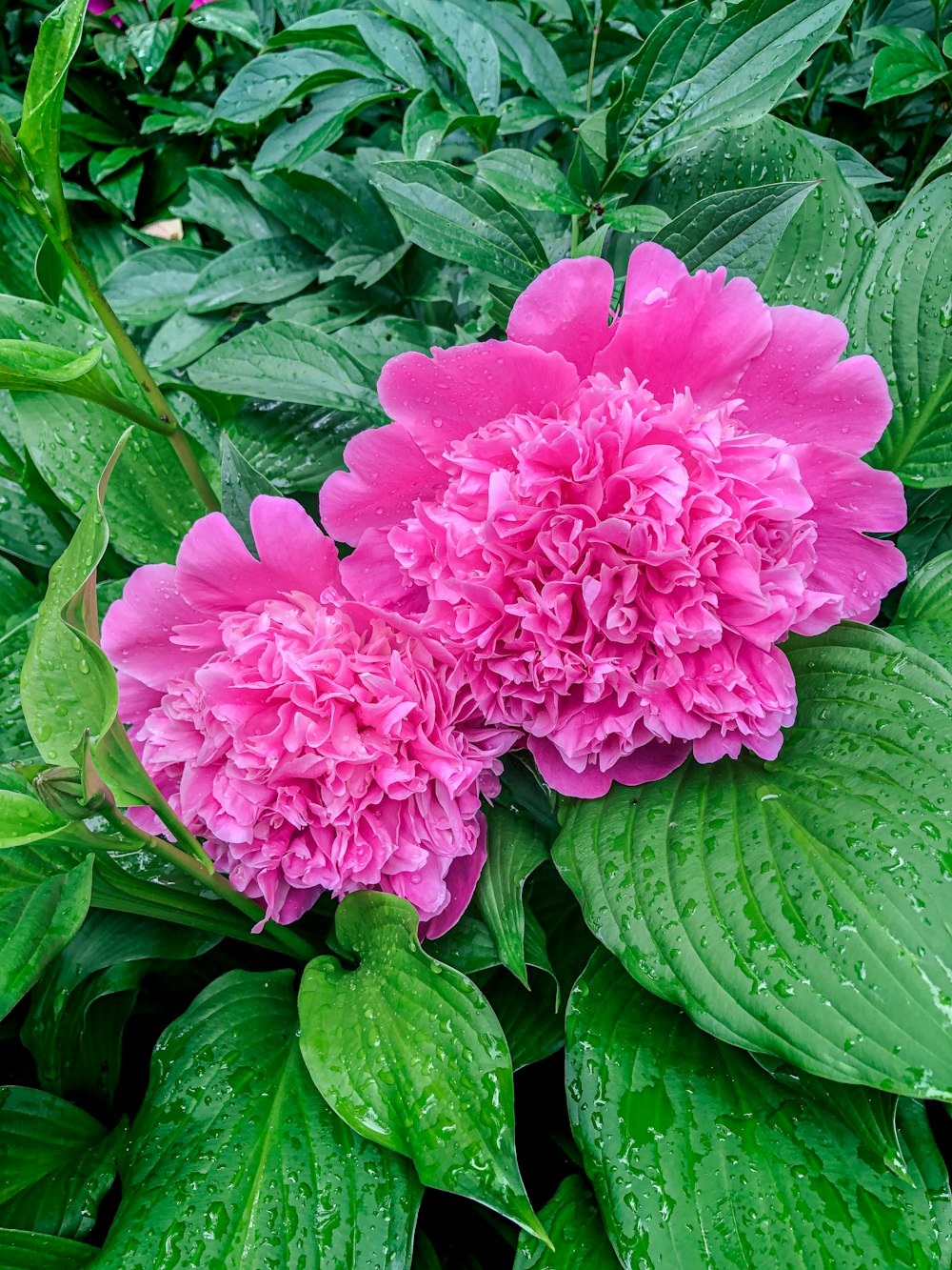 two pink flowers with green leaves in the background