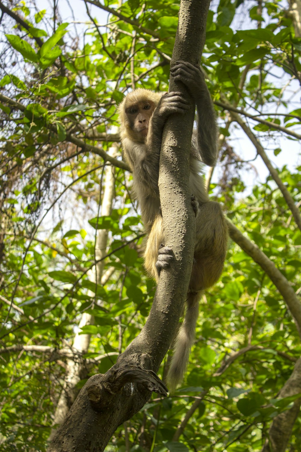 brown monkey on brown tree branch during daytime