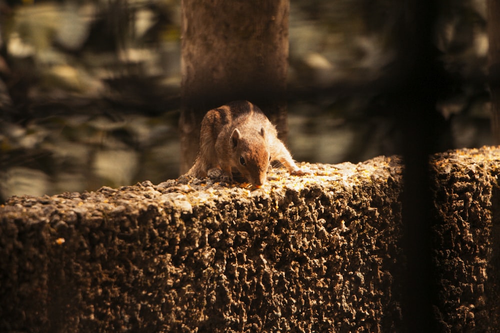 brown squirrel on brown rock