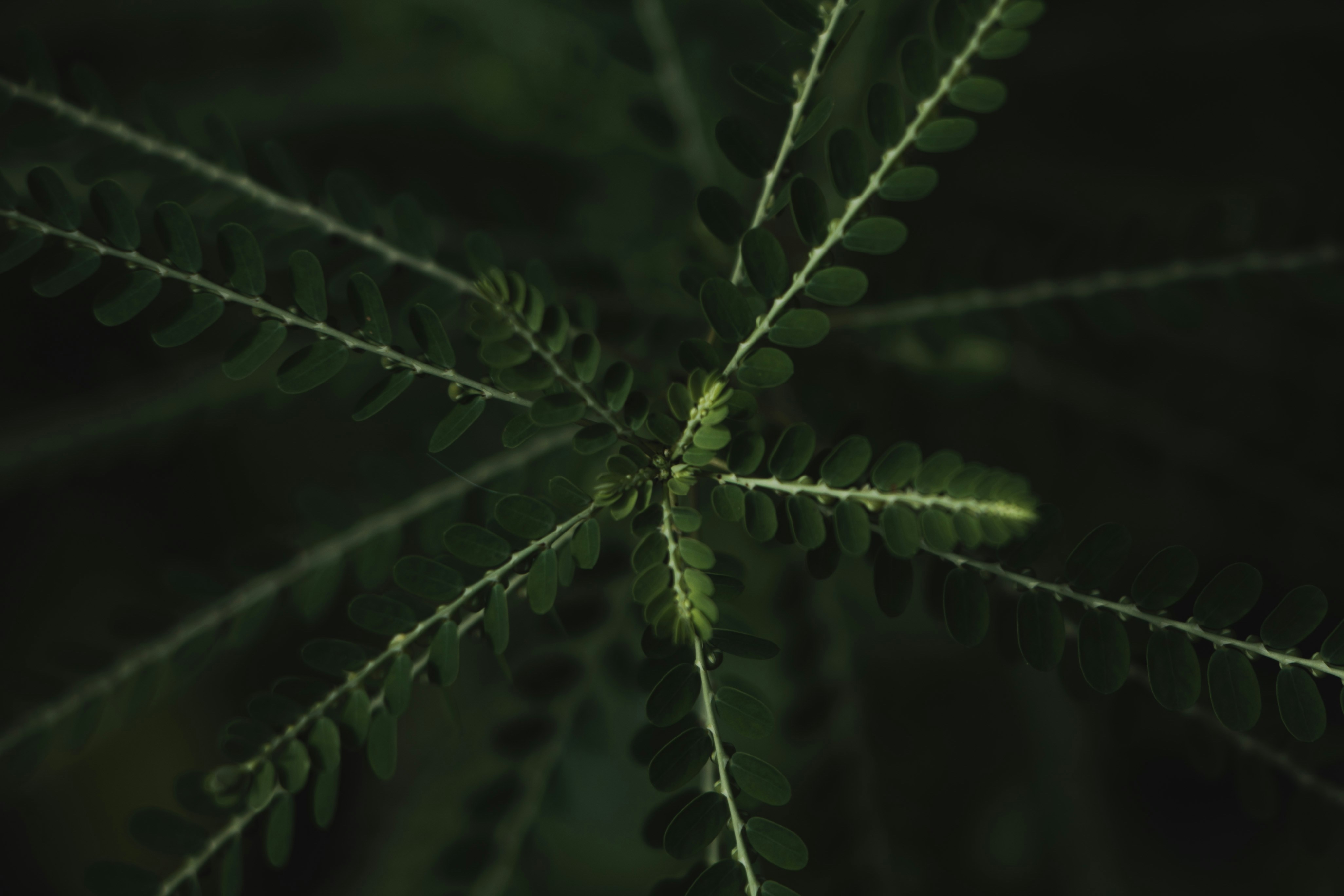 Green leaf plant in close up photography photo Free Moody greenery Image on Unsplash