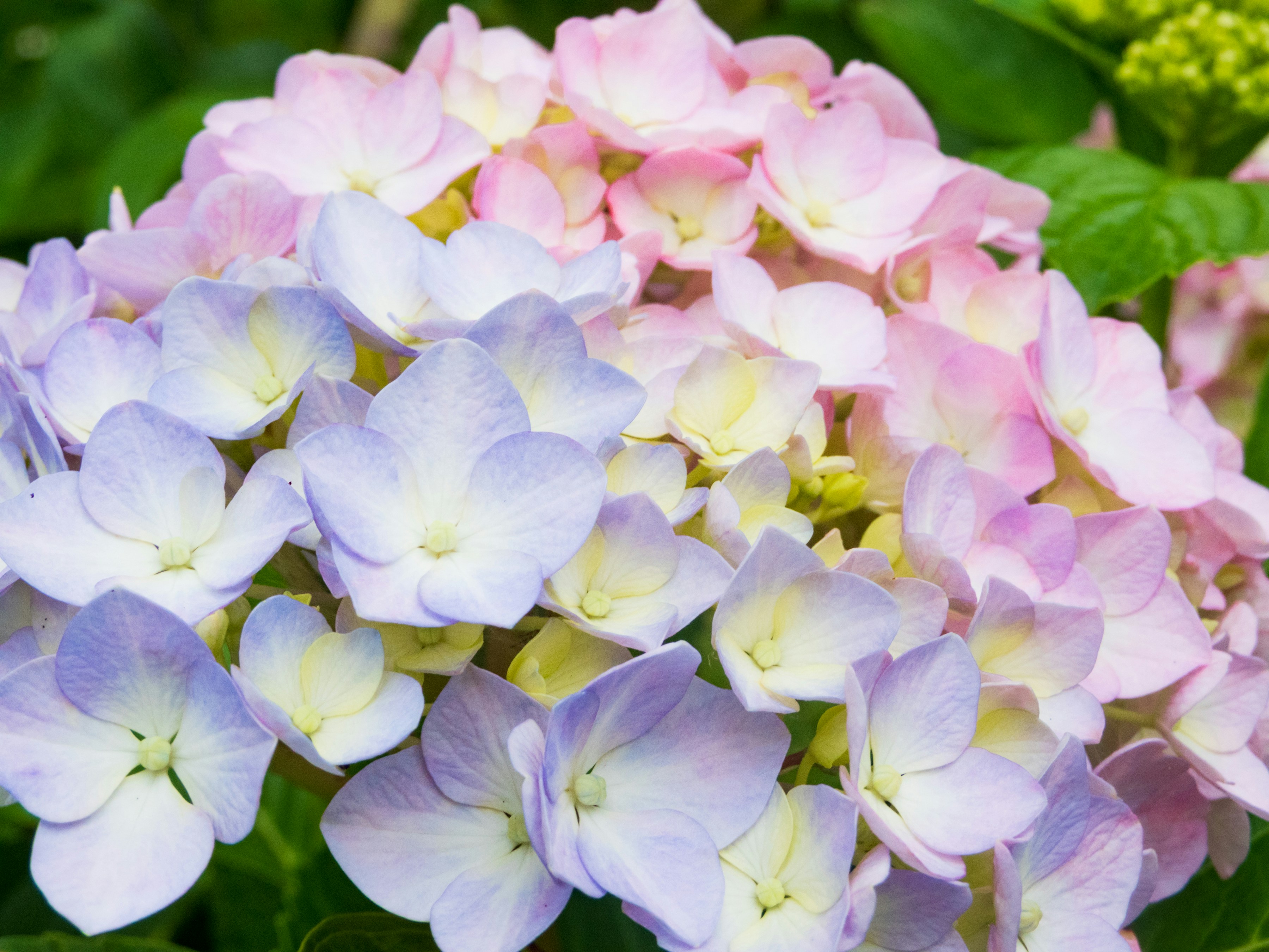 A cluster of hydrangea blooms. In the foreground, the flowers are blue, the ones toward the back are pink.