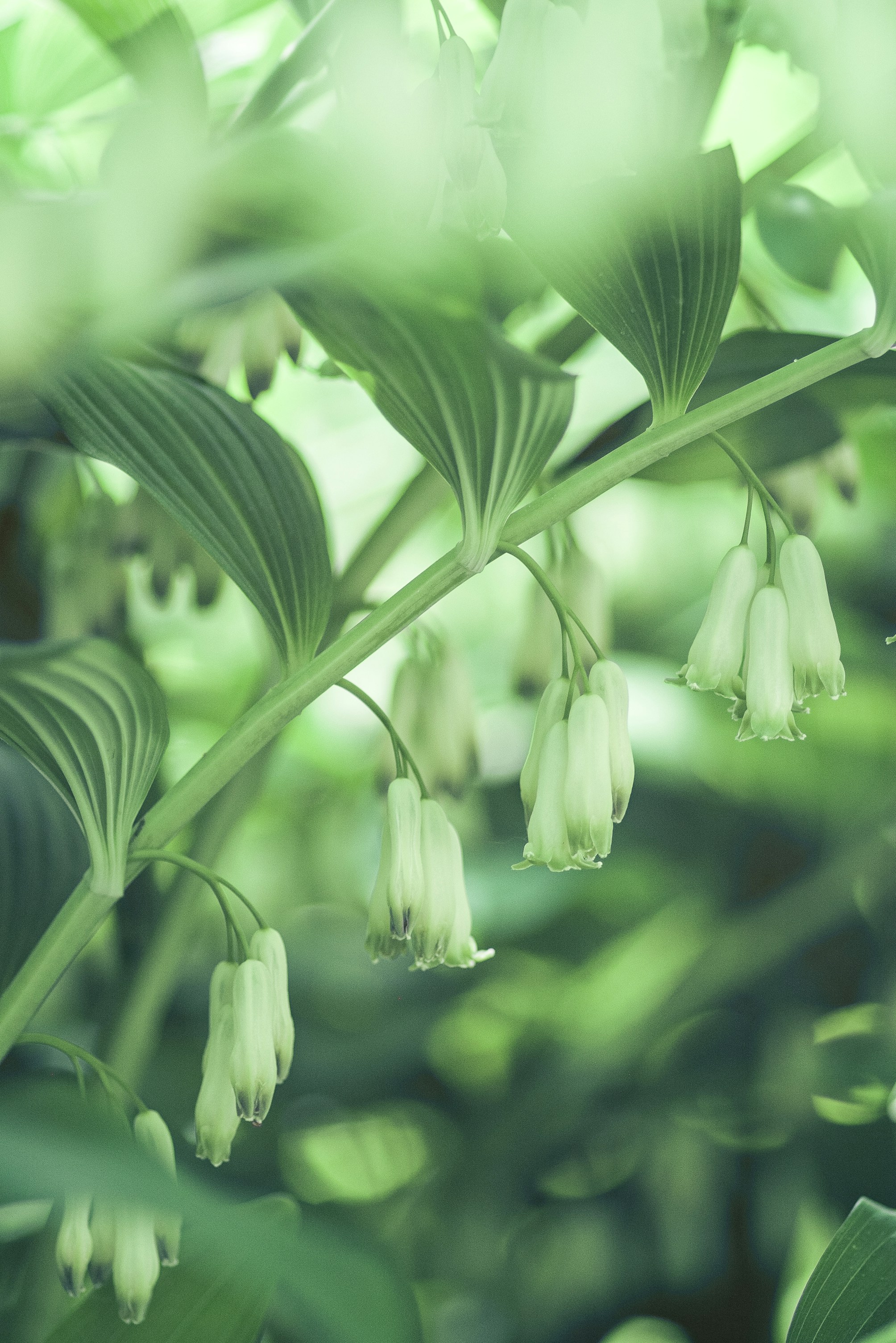 A close up of a plant with white flowers photo – Free Ботанический сад ...