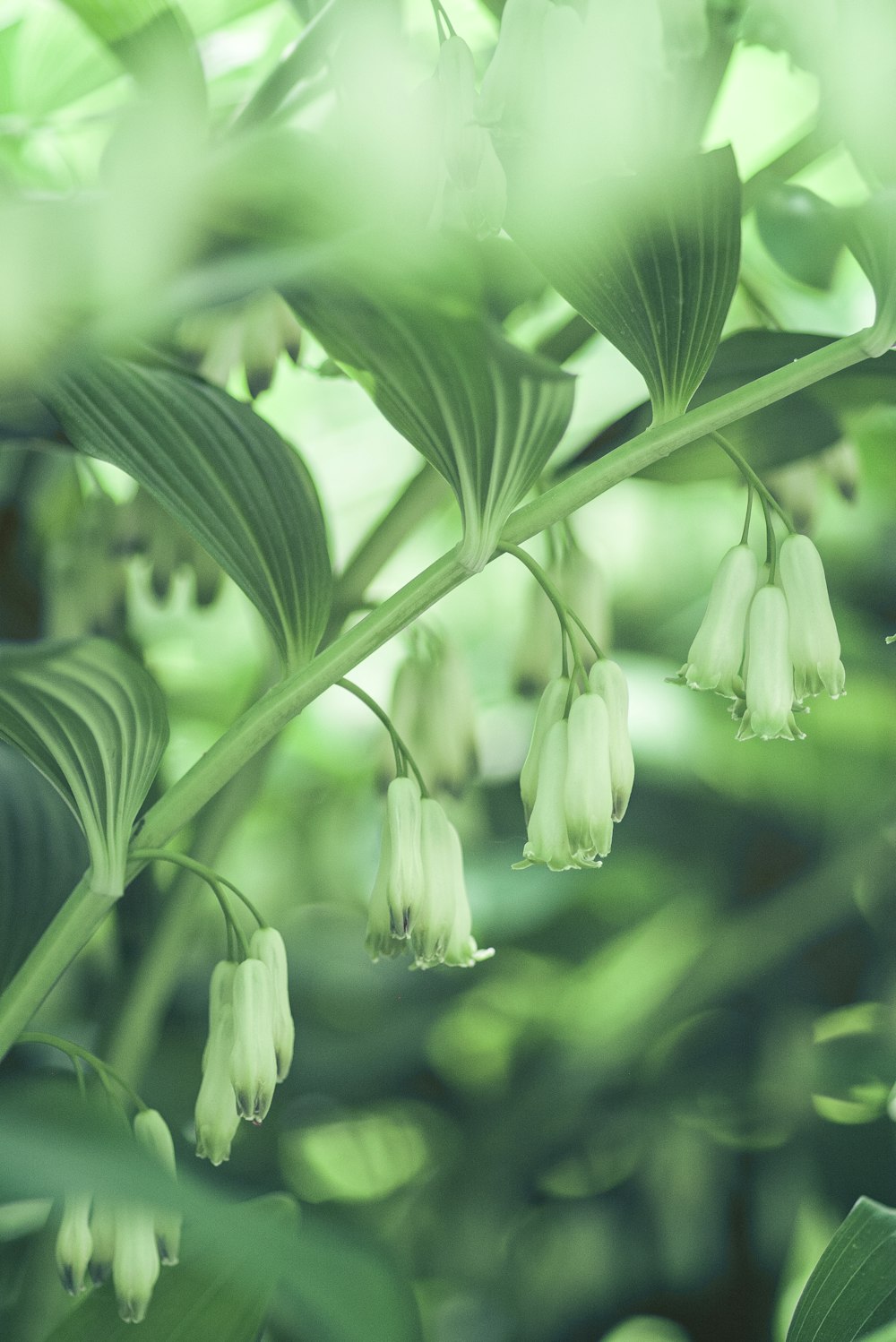 a close up of a plant with white flowers