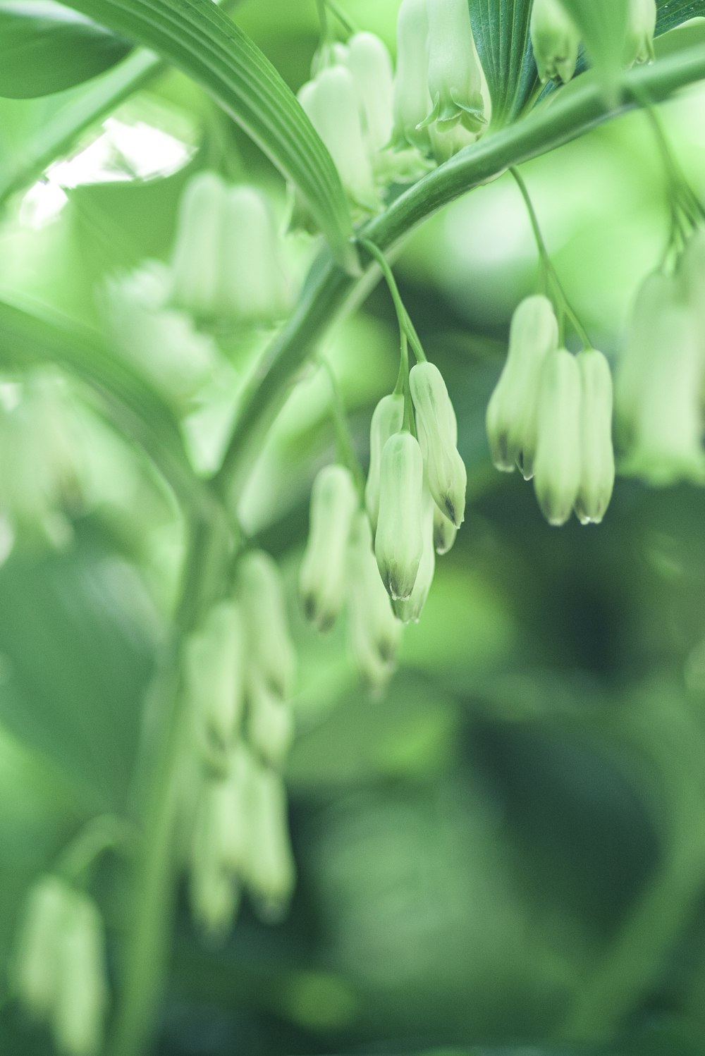 a close up of a plant with white flowers