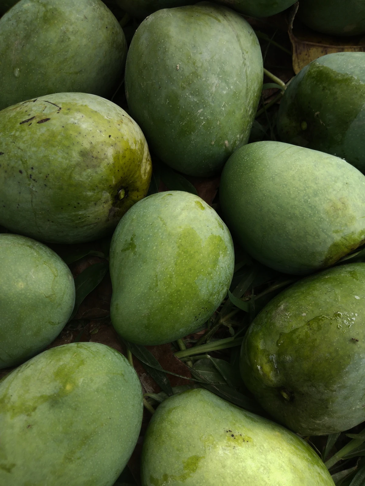 Raw Mango Pulp