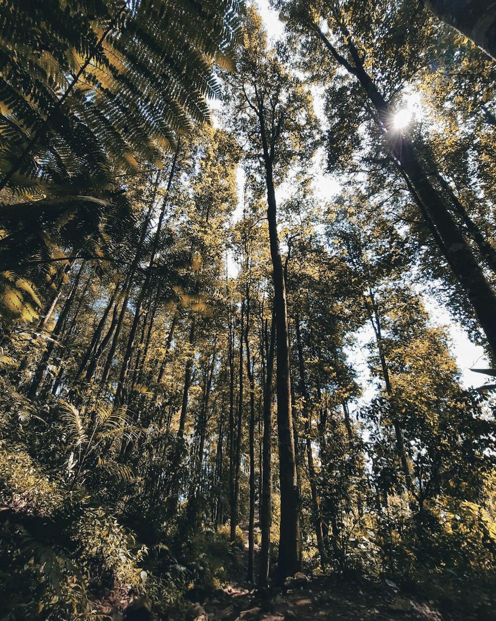 low angle photography of green trees during daytime