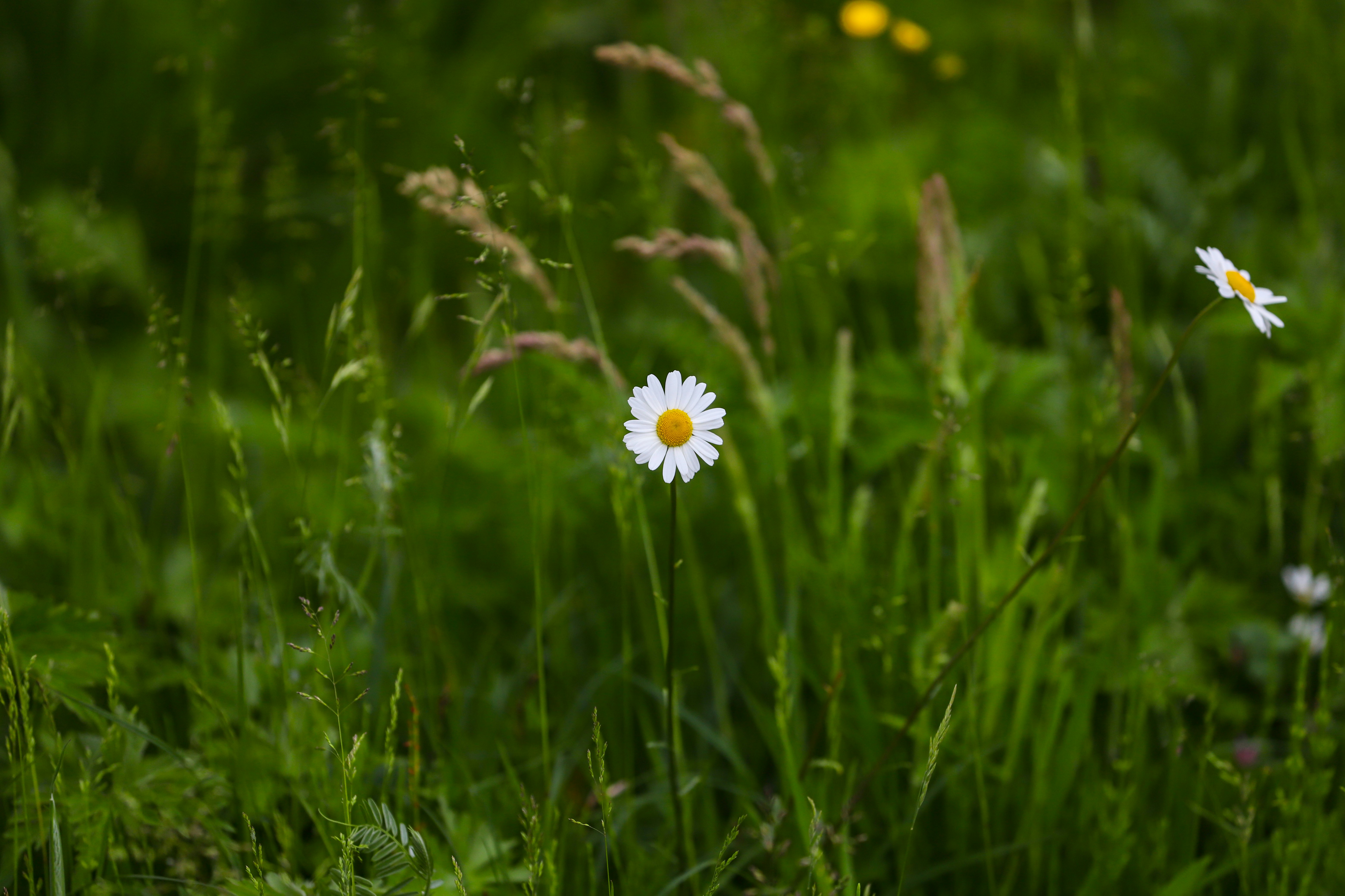 Photo by supardisign