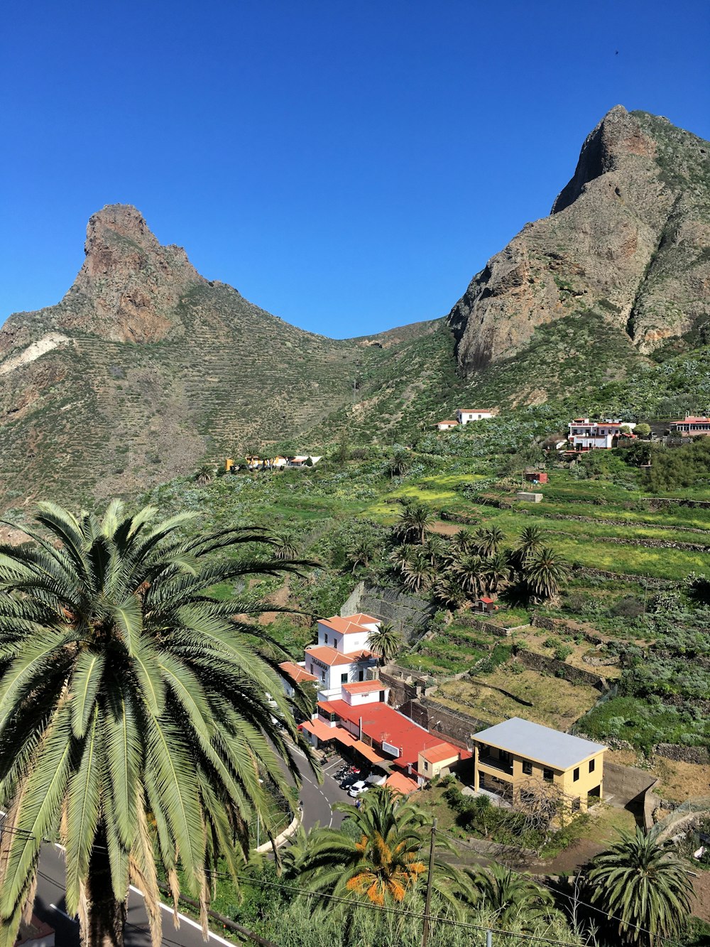 green palm tree near gray mountain under blue sky during daytime