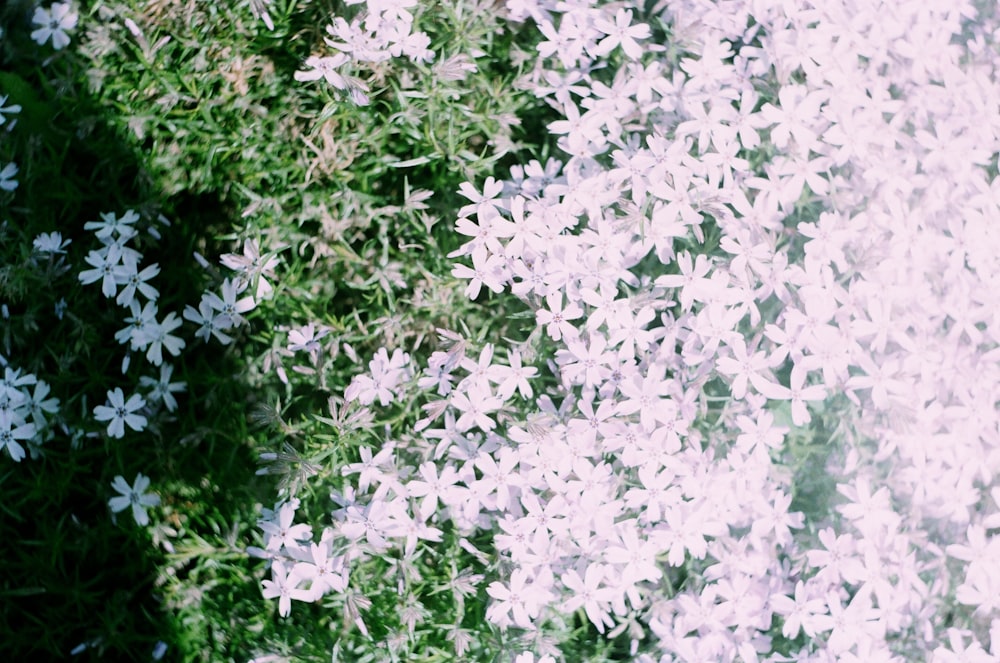 white flowers with green leaves