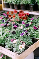 pink and purple flowers in brown wooden crate